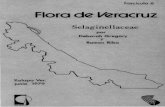 Flora de Veracruz - INECOL · 1/8-1/6 de la longitud de la lámina, subiguales o la del la do externo más grande, a veces con angostos márgenes blan cos, superpuestas una sobre