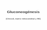 Gluconeogénesis - [DePa] Departamento de Programas ...depa.fquim.unam.mx/amyd/archivero/6.0GLUCONEOGENESIS_24476.pdf · Ciclo de Cori. Mitocondria Retículo endoplásmico. Ejercicio