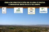 ÁREA DE PROTECCIÓN DE FLORA Y FAUNA CORREDOR … · ÁREA DE PROTECCIÓN DE FLORA Y FAUNA. CORREDOR BIOLÓGICO OCAMPO. IMPORTANCE. Pine – Oak Woodland Hot Spot Chihuahua Desert