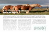 Les races catalanes de cavalls - agrocultura.org · cavall pura raça espanyol. Cada primavera neixen als Pirineus catalans entre 3.000 i 4.000 poltres de la raça pirinenca ca-talana.