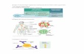 Imatges d’immunologia seguint les orientacions de les ... · 4-Mecanismes de resposta immunitària específica: resposta cel·lular i resposta humoral conjunta a)Principals cèl·lules