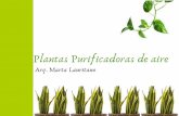 Plantas Purificadoras de aire - formus.edu.mx · Para reducir Formaldehido: Drácena o tronco de Brasil, Ficus, Cinta, Potos, Hiedra, Espatifilo, Palmera. Para reducir CO² y formaldehido: