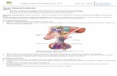 Tema: Sistema Endocrino - bioarchivos.files.wordpress.com · - Describir anatómica e histológicamente los diferentes componentes del sistema endócrino - Relacionar las principales