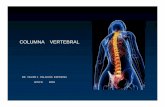 COLUMNA VERTEBRALsmri.org.mx/memorias/rad2015/conferencias/23_tr.pdf · Una porción ventral el 1.cuerpo vertebral y el 2. arco neural ... • La cara lateral de los pedículos y