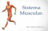 Sistema Muscular. - enfermeriavulare16.files.wordpress.com · inervado por el sistema nervioso autónomo. • De ahí que sea un músculo involuntario, que puede mantener contracciones