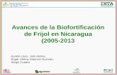 Avances de la Biofortificación de Frijol en Nicaragua ...lac.harvestplus.org/wp-content/uploads/2015/02/Avances-biof-frijol... · Origen y progenitores de INTA Ferroso Origen: Centro