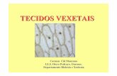 TECIDOS VEXETAIS - centros.edu.xunta.escentros.edu.xunta.es/.../presentacions/13_tecidos_vexetais.pdf · dentro da planta. O tecido vascular écomplexo, inclúe células do xilema,