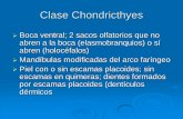 Clase Chondricthyes - biologia.buap.mx · Clase Chondricthyes Sistema digestivo con estómago en forma de J; quimeras sin estómago Intestino con válvula espiral Usualmente con hígado