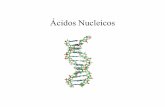 Ácidos Nucleicos - rosendosscienceroom.files.wordpress.com · Ácidos Nucleicos • Transmiten información hereditaria y determinan qué proteínas producirá la célula . Existen