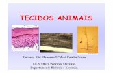 TECIDOS ANIMAIS - centros.edu.xunta.escentros.edu.xunta.es/.../presentacions/16_tecidos_animais.pdf · Conducto excretor gándula da tráquea. Intestino delgado. EPITELIOS MONOESTRATIFICADOS