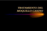 TRATAMIENTO DEL MOQUILLO CANINO - Dac-Novisdac-novis.com/files/TERAPEUTICA__MOQUILLO.pdf · Sin signos clínicos y. aclaramiento viral. Viremia libre o por invasión. de linfocitos,