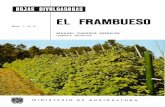 EL fRAMBUESO - frutales.files.wordpress.com · La frambuesa, fruta de una presencia y un aroma exqui-sitos y con un sabor muy fino y característico, puede ser utilizada para consumo