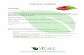 FT Cetona Frambuesa - vitaleproductos.com · 200 mg. de cetona de frambuesa (100%) ,90 mg. de mango africano (extracto 10:1 de irvingia gavinensis), 75 mg. de fruto de açai, 40 mg.
