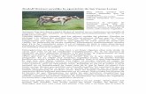 Rudolf Steiner predijo la aparición de las Vacas Locasstatic2.paudedamasc.com/articulos/Rudolf-Steiner-predijo-la... · Dr. Rudolf Steiner Fragmento de la conferencia del 13 de enero
