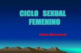 CICLO SEXUAL FEMENINO - enfermeria-unitec2.webnode.es · CICLO MENSTRUAL •Ciclo Normal: 28 + 7 Días •¿Cómo se calcula la duración? Desde 1°día de flujo menstrual evidente