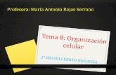 Profesora: María Antonia Rojas Serranomariarojas.iescla.org/wp-content/uploads/2018/11/TEMA-8-ORGANULOS... · de Golgi, por un lado y con la membrana nuclear externa, por el otro.