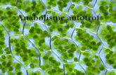 Anabolisme autòtrof AUTÒTROF ANABOLISME HETERÒTROF - Pas de les mol. orgàniques senzilles a mol. orgàniques complexes (midó, greixos o proteïnes) - Pas de mol. inorgàniques