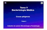 Tema V Bacteriología Médica - NOTICIAS | UVS Fajardouvsfajardo.sld.cu/sites/uvsfajardo.sld.cu/files/ii_cocos_piogenos... · neonatorum. Secreciones procedentes del sitio de la infección