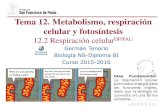 Tema 12. Metabolismo, respiración celular y fotosí n... · PDF fileRespiración celular aerobiaDP/PAU Catabolismo total de cualquier forma de materia orgánica que se oxida hasta