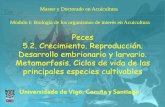 Master y Doctorado en Acuicultura Módulo I: Biología de ...pesquerias.iim.csic.es/wp-content/uploads/2013/11/Posgrado-Peces-1... · Microsoft PowerPoint - Master Acuicultura-Peces-Reproduccion-1