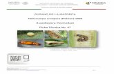 Helicoverpa armigera (Hübner) 1808 (Lepidoptera: Noctuidae ... · Área: Vigilancia Epidemiológica Fitosanitaria Código EPPO: HELIAR Fecha de actualización: Marzo de 2016 Responsable