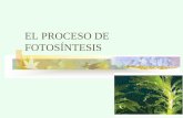 EL PROCESO DE FOTOSÍNTESIS - dspace.espol.edu.ec · 1. Reacciones dependientes de luz Ocurren en las granas de los cloroplastos: 1. La clorofila y otras moléculas de pigmento presentes