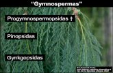 Presentación de PowerPoint - UNLP 8... · Filogenia de las Tracheophyta s s † † s n † s Progymnospermopsidas “Gimnospermae” s † Pteridospermopsidas s s s s traqueidas