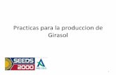 Practicas para la produccion de Girasol · –La semilla esta madura cuando la parte de atrás de la panícula se ... • Responde bien a riego limitado vs. riego completo 5. ...