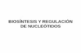 BIOSÍNTESIS Y REGULACIÓN DE NUCLEÓTIDOS - Iniciosgpwe.izt.uam.mx/.../5-Biosintesis_y_regulacion_de... · Biosíntesis de desoxirribonucleótidos: El NADPH dona e-y H+, los cuales