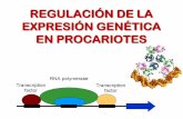 REGULACIÓN DE LA EXPRESIÓN GENÉTICA EN … · y causa un giro en el DNA que facilita la unión de la RNA polimerasa al promotor. El complejo CRP-AMPc se une al promotor del operón
