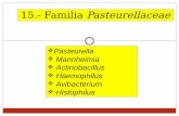 15.- Familia Pasteurellaceae - jamontaraz.files.wordpress.com · Diagnóstico y Tipificación de P. multocida Vet. Microbiol. 128:1, 2008 Las enfermedades asociadas con Pm son: Rinitis
