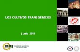 LOS CULTIVOS TRANSGÉNICOS - minagri.gob.pe file•Enfoque en desarrollar cultivos que sean resistentes a plagas, tolerantes a herbicidas y resistente a enfermedades, beneficios dirigidos