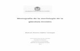 Monografía de la morfología de la glándula tiroidesbdigital.unal.edu.co/8782/1/manuel_antonioballenvanegas.2012.pdf · Resumen La glándula tiroides humana se encuentra rodeada