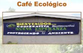 PUNTOS CLAVE PARA LA PRODUCCIÓN Y - espanica.orgespanica.org/wp-content/uploads/2015/12/cultivo-del-cafe-ecologico.pdf · EL TRANSPLANTE DEL CAFÉ Las plantitas se transplantan a