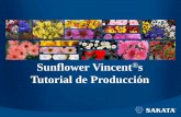 Sunflower Vincent s Tutorial de Producción · • CE del suelo óptimo (< 0.7 mmhos). • Se recomienda espaciamiento de 10 x 12 cm. • Temperatura mínima de noche de 12°C y una