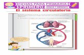 El sistema circulatorio - actividadeseducativas.net · 1 Coloca verdadero (V) o falso (F) según corresponda. a) El sistema circulatorio está formado por el corazón, el estómago