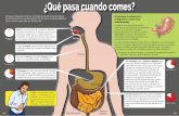 ¿Qué pasa cuando comes?bibliofep.fundacionempresaspolar.org/media/1280300/es_ciencia_21_n_que... · El sistema circulatorio y el digestivo están muy relacionados El sistema circulatorio