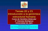 Temas 20 y 21 Introducción a la genómica estructural humana · Temas 20 y 21 Introducción a la genómica estructural humana Curso de Genética Molecular 4º Ciencias Biológicas
