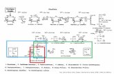Ciclo de Krebs - sgpwe.izt.uam.mxsgpwe.izt.uam.mx/files/users/uami/lebo/EFC_II__2018/Presentaciones_EFC... · Control a nivel Sustrato hexocinasa Gucosa + ATP Glucosa –6-P + ADP