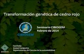 Transformación genética de cedro rojo - conacyt.gob.mx · Contenido •El modelo de estudio –Problemática •El contexto de un OGM en un ambiente forestal tropical •Diseño