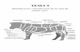 TEMA 9 - cuinant.com · tema 9 identificaciÓn y caracterÍsticas de la carne de vacuno, indicando clasificaciÓn comercial, fÓrmulas de comercializaciÓn,cualidad organolepticas,aplicaciones