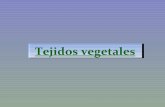 Tejidos vegetales - iessiberiaextrem.educarex.es · TEJIDOS CONDUCTORES Función: Transportar la savia. Sus células se disponen unas a continuación de otras formando tubos. Xilema