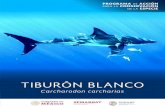 TIBURÓN BLANCO - gob.mx · de actividad ecoturística (buceo en jaula) en años recientes. Por otro lado, se ha observado la presencia de recién nacidos y juveniles de Tiburón