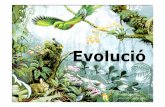 Evolució - xtec.cat · L’evolució del cavall Paleontològiques En les capes sedimentàries, el nombre d’espècies diferents de fòssils i la seva complexitat disminueixen a
