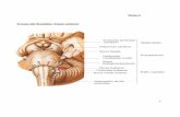 Tema 4 Tronco del Encéfalo: Visión anterior · Nervio óptico [Il] Nervio oculomotor [Ill] Protuberancia Nervio facial [Vll] Nervio vestibulococlear [VI' l] Nervio glosofaríngeo
