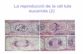 Lareproduccióde la#cèl·lula## eucariota (2) · La mitosi:#divisiódel nucli En#un organisme diploide: 1 cèl·lula 2n# 2 cèl·lules 2n • Gràcies a aquest tipus de divisió