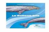 PROGRAMA DE AVISTAMIENTO DE BALLENA GRIS. · Entre sus representantes se encuentran: la ballena jorobada, también llamada yubarta, la ballena azul, que es el animal más grande que