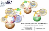 Respuesta inmune adaptativa - MEDICINA · Respuesta inmune adaptativa (Fisiología de la respuesta inmune) Inmunidad adquirida Esta ausente o es débil durante la primera exposición