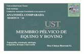 MIEMBRO PÉLVICO DE EQUINO Y BOVINO - anato.cl AV2 2op/l-claseAV2-14.pdf · Irrigación pie equino Dorsalmente es pobre y se restringe a la región tarsal. Deriva de la A. tibial