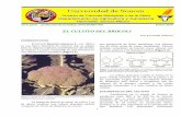 EL CULTIVO DEL BROCOLIdagus.uson.mx/Zamora/BROCOLI-DAG-HORT-010.pdf · suelos con buen drenaje, aunque puede desarrollarse en un amplio rango de texturas de Aceptables rendimientos